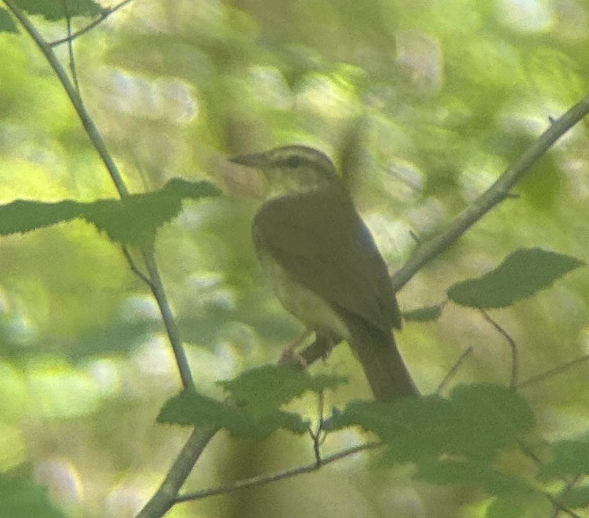 Swainson's Warbler - Nathan Burrell