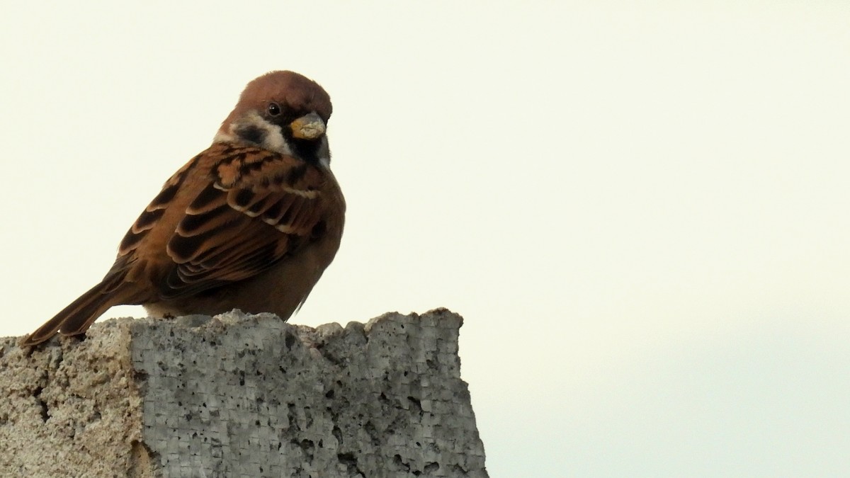 Eurasian Tree Sparrow - Christopher Whiteley
