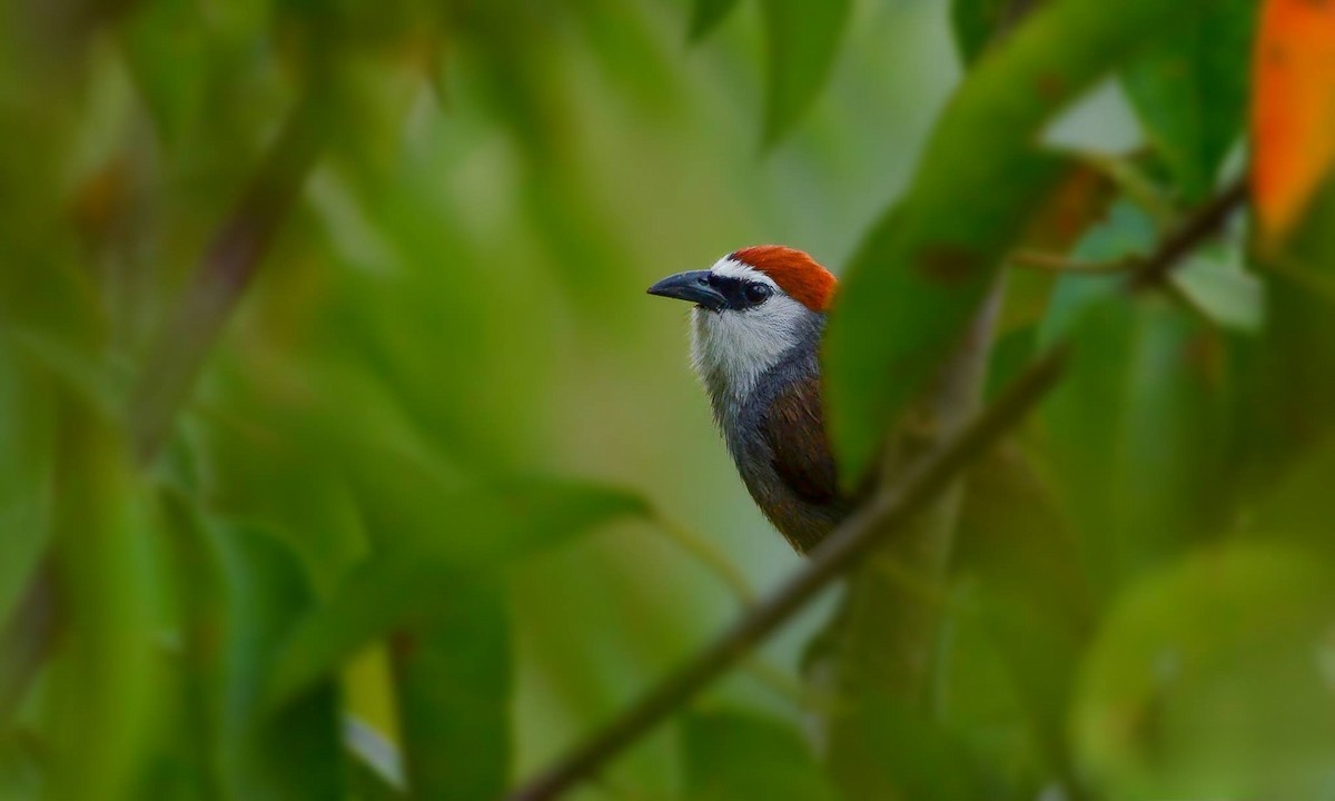 Chestnut-capped Babbler - ML619517170