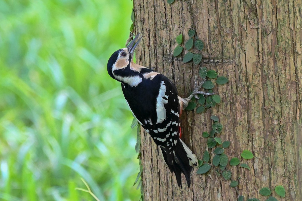 Great Spotted Woodpecker - ML619517174