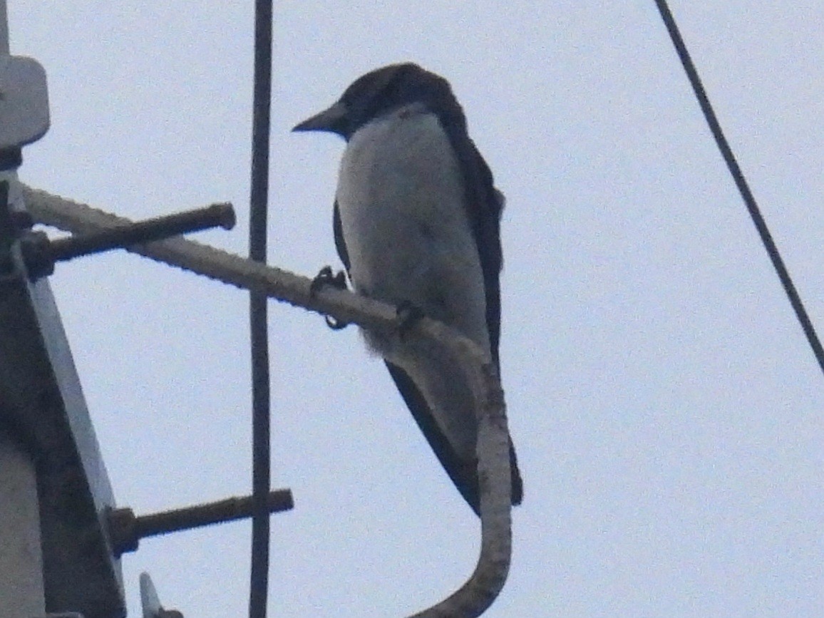 White-breasted Woodswallow - Christopher Whiteley