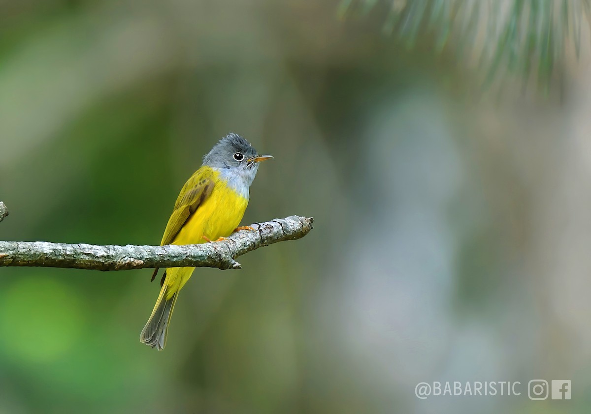 Gray-headed Canary-Flycatcher - Muhammad Babar