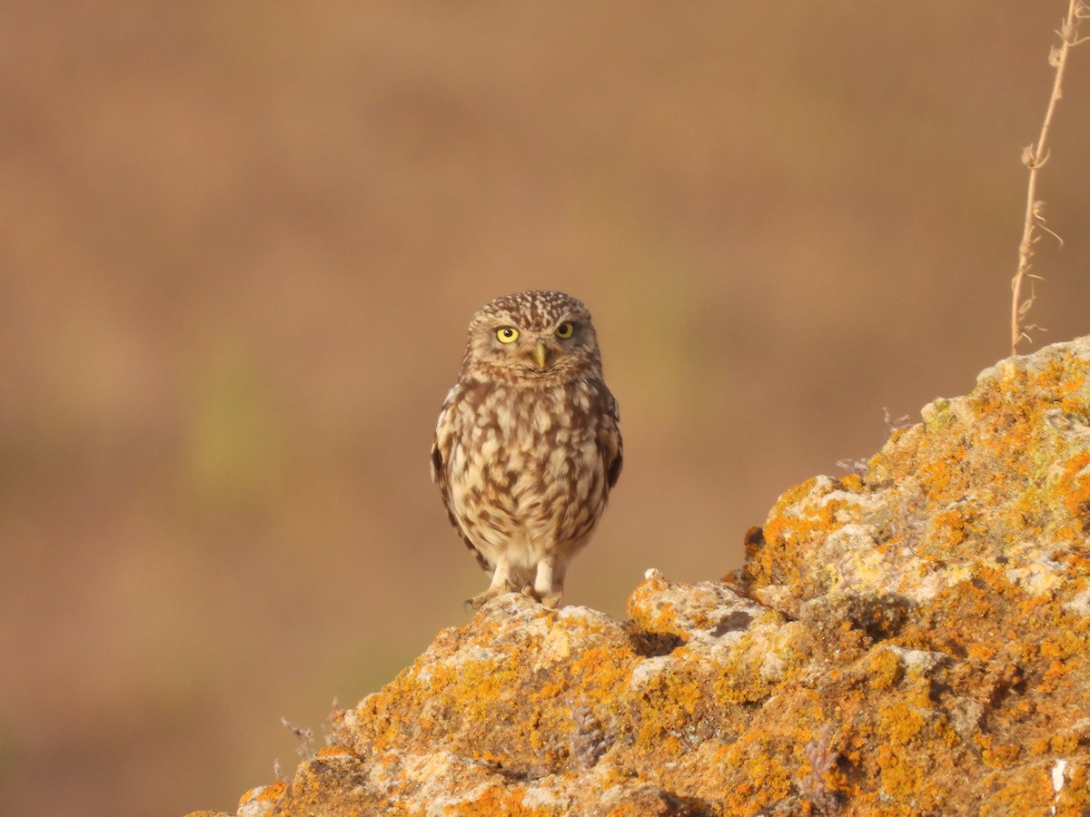 Little Owl - Jose Zarapico