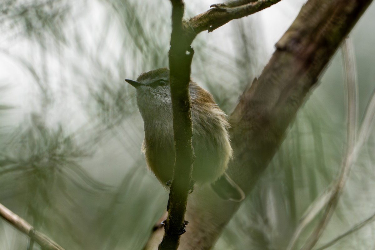 Brown Gerygone - Gary Dickson