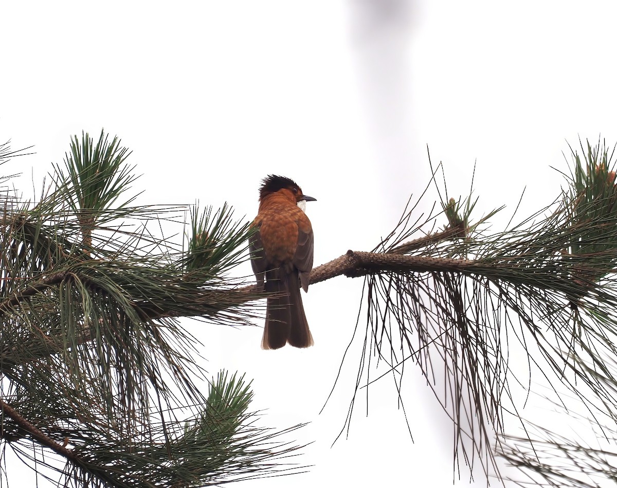 Chestnut Bulbul - Konstantin Akmarov