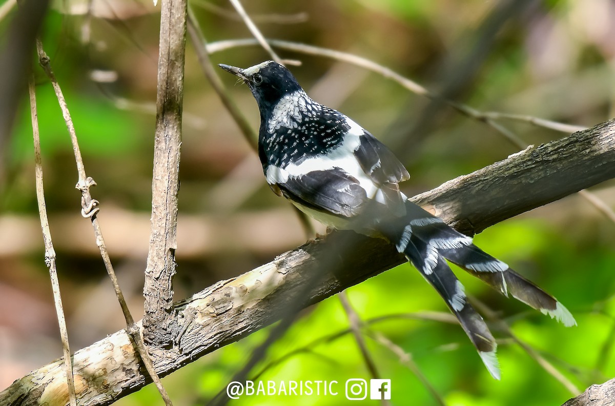 Spotted Forktail - Muhammad Babar