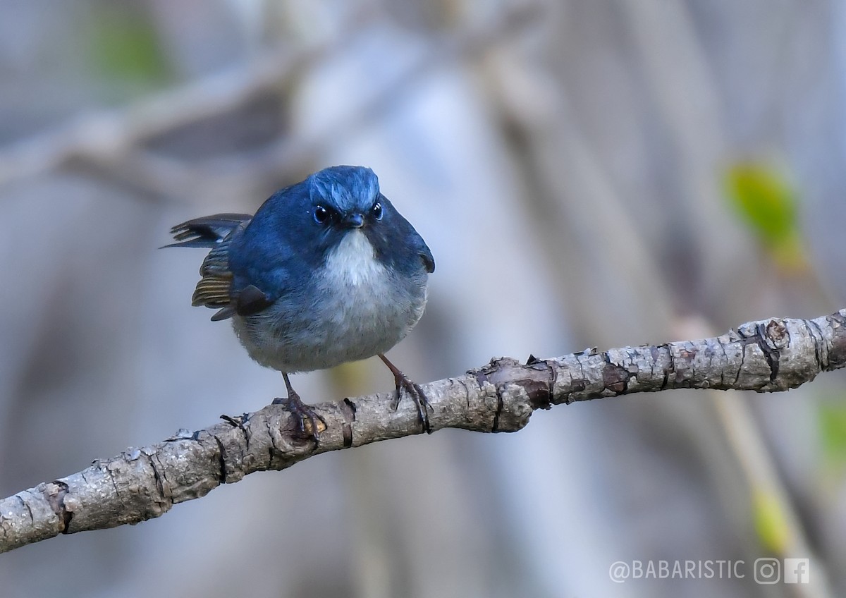 Slaty-blue Flycatcher - Muhammad Babar