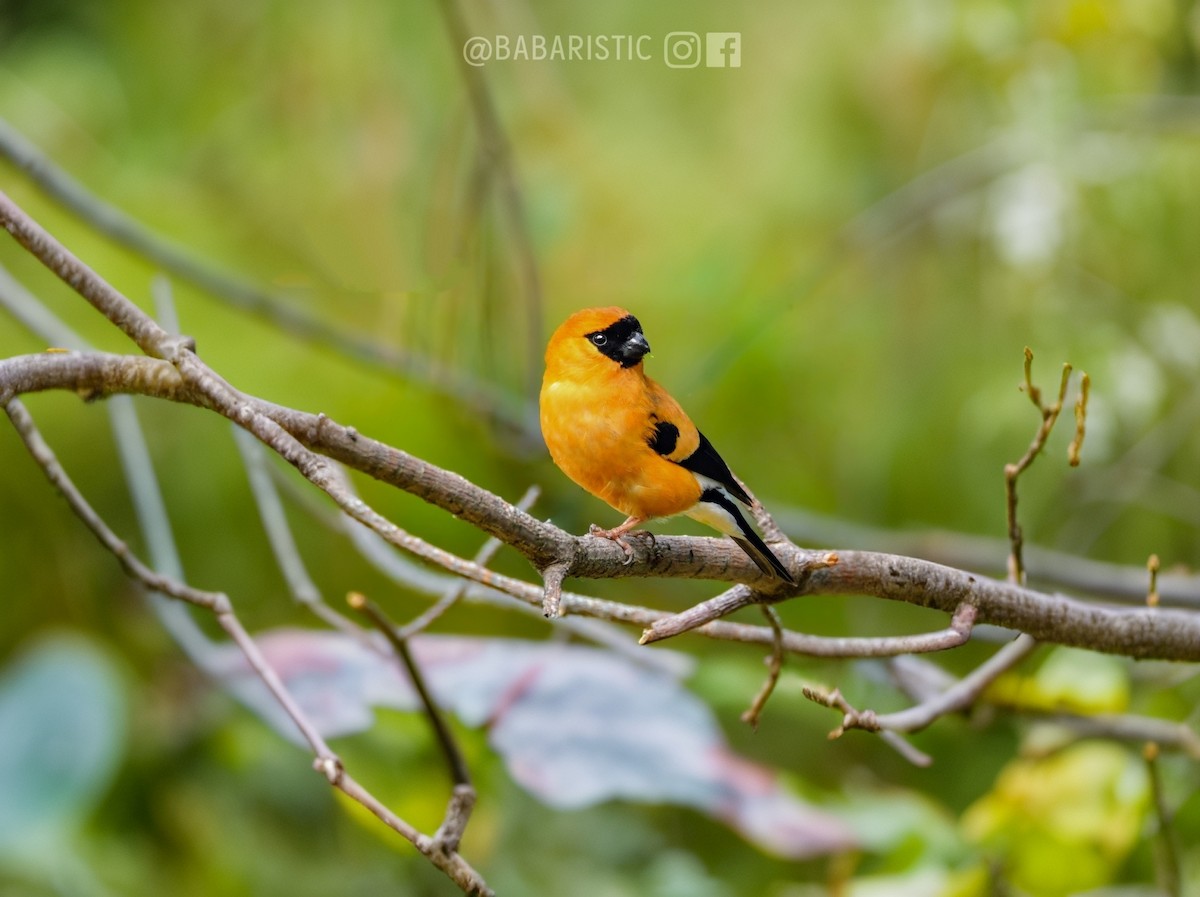 Orange Bullfinch - Muhammad Babar