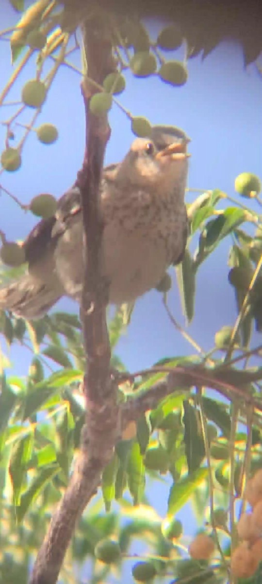 Northern Mockingbird - Paul Hayes