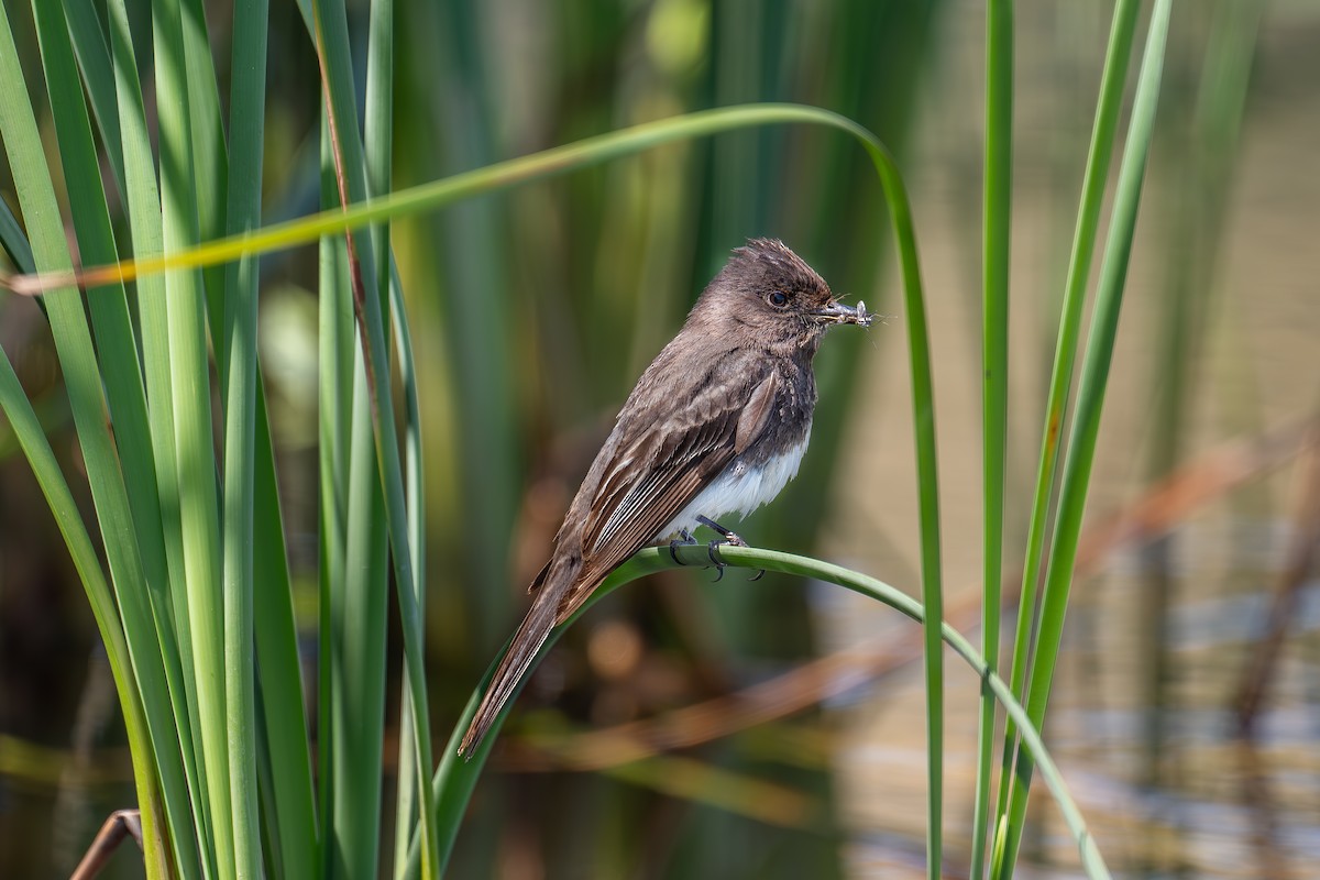 Black Phoebe - Xiang Gao