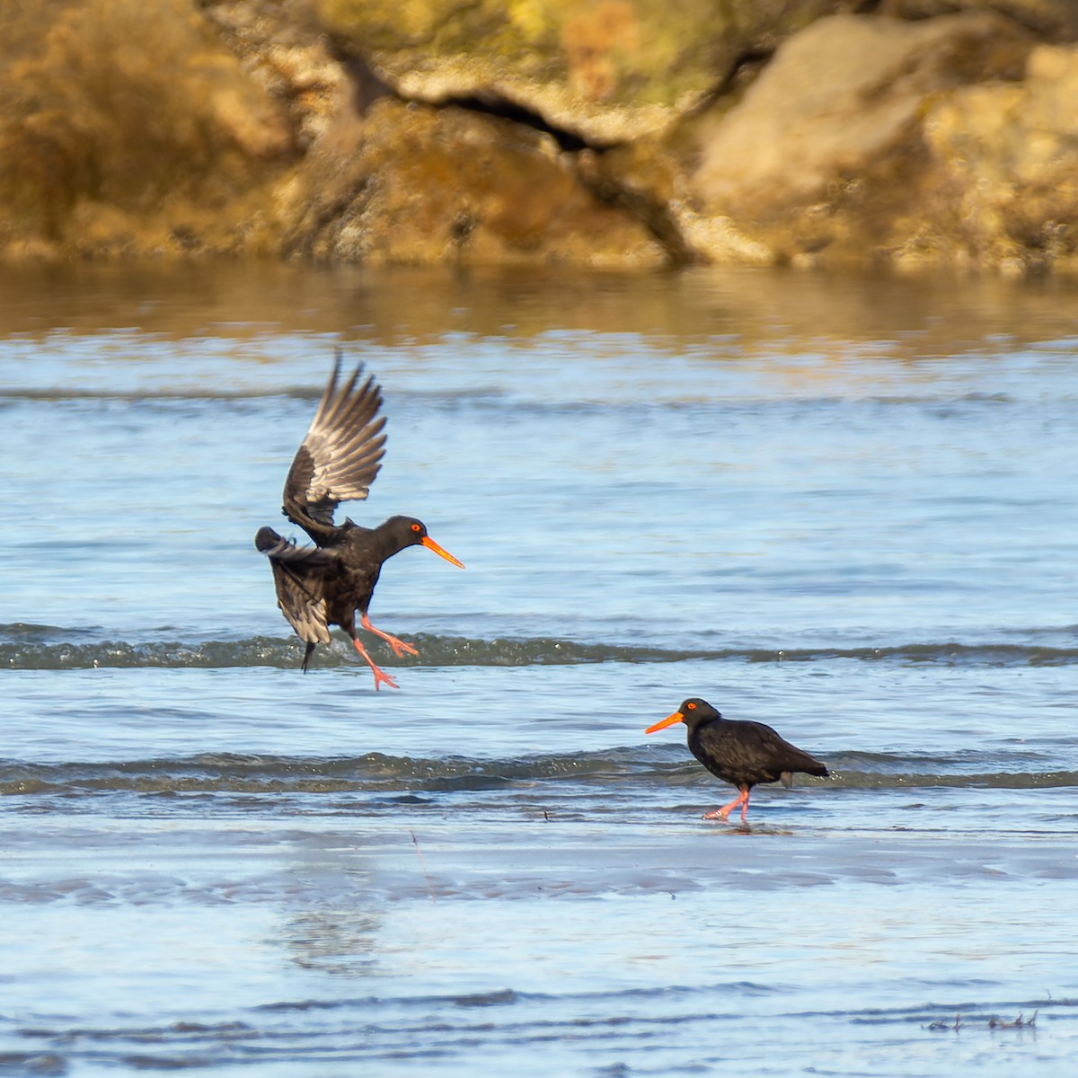 Sooty Oystercatcher - Andrew Moore