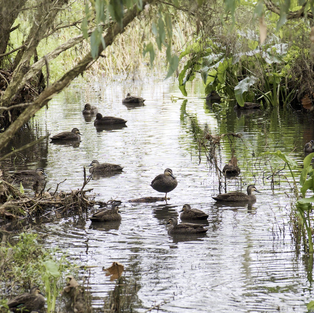 Pacific Black Duck - Thomas Jaeger