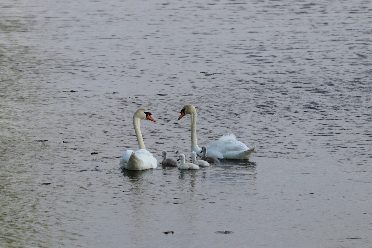 Mute Swan - עוזי שמאי