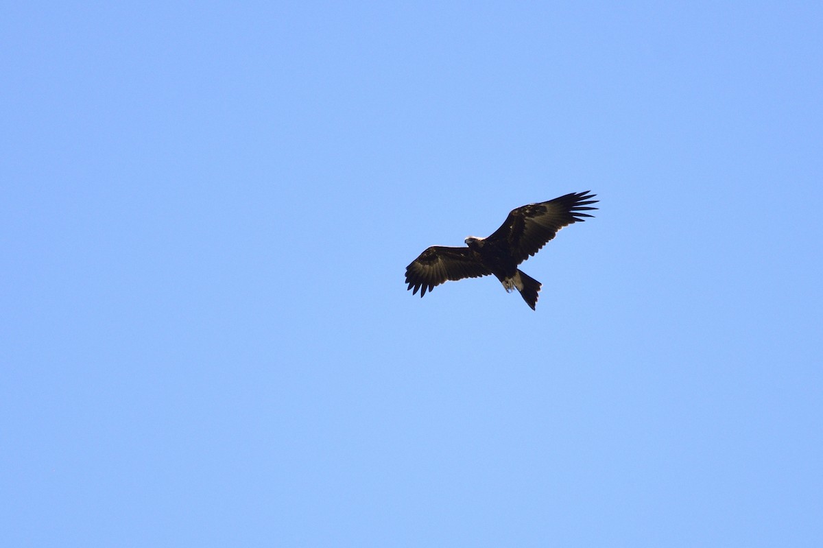 Wedge-tailed Eagle - ML619517243