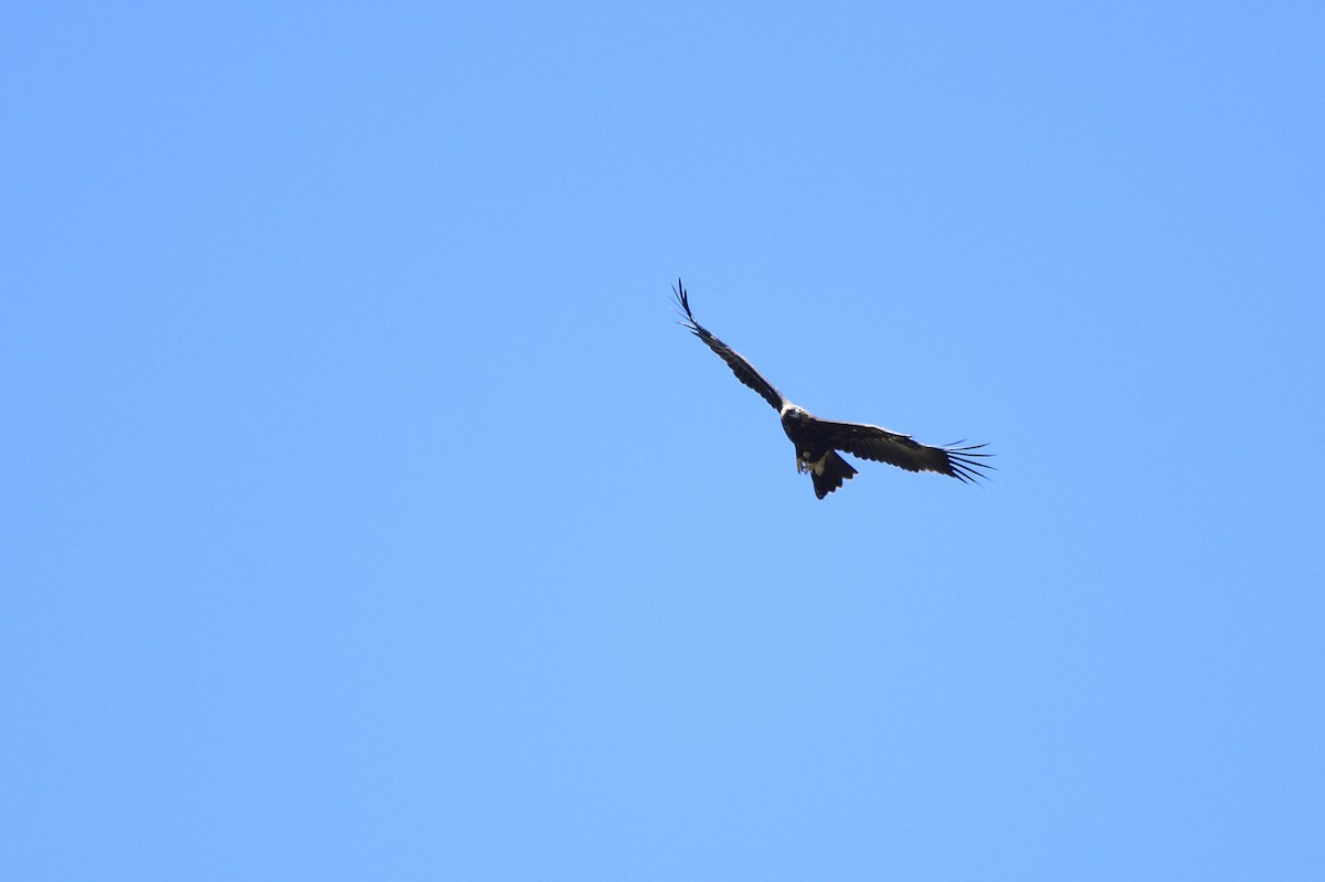Wedge-tailed Eagle - Ken Crawley