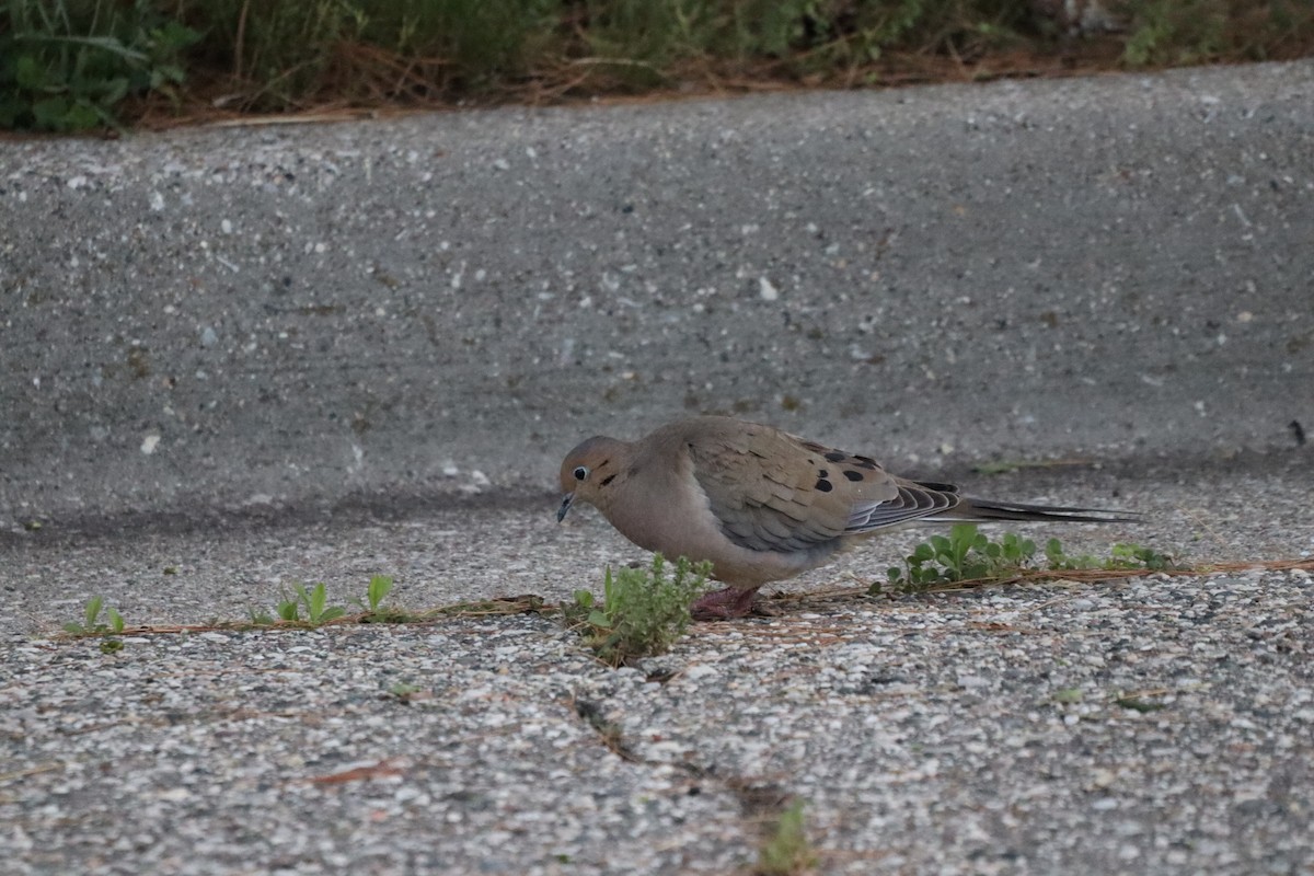 Mourning Dove - עוזי שמאי