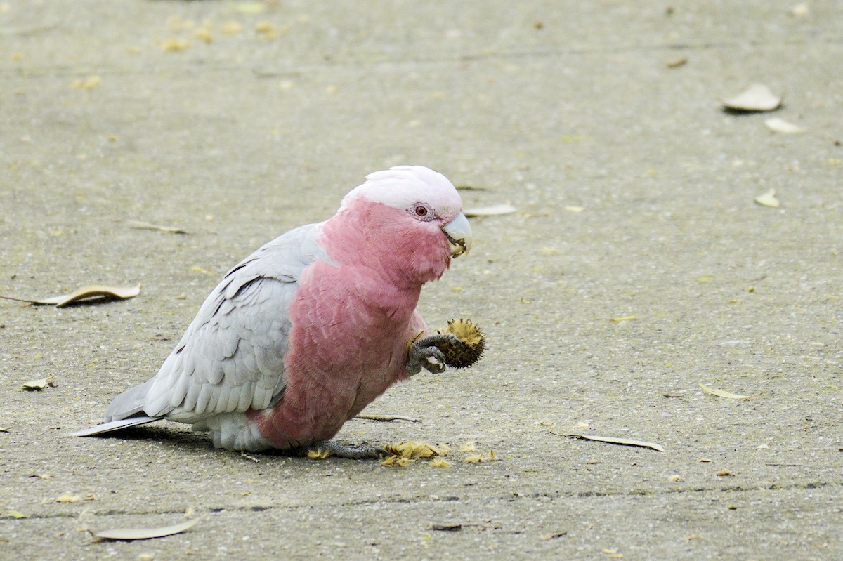 Galah - Thomas Jaeger