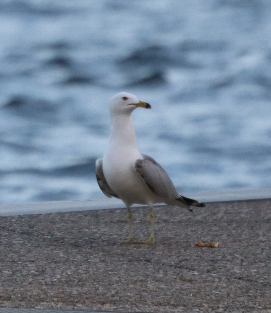 Ring-billed Gull - ML619517250