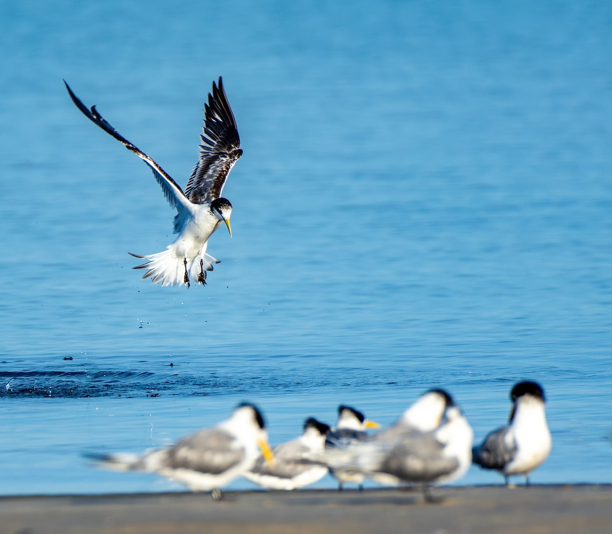 Great Crested Tern - Andrew Moore