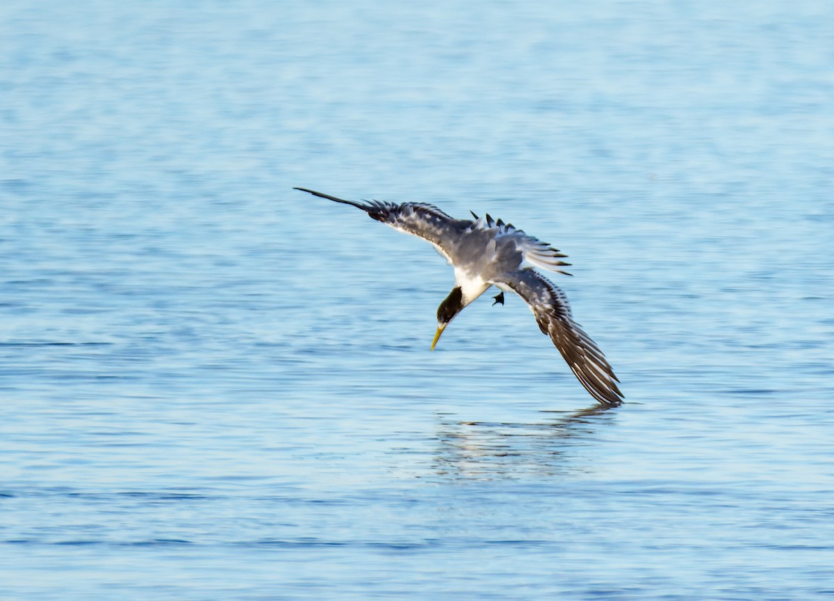 Great Crested Tern - Andrew Moore