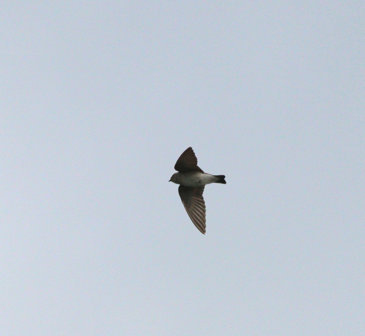 Northern Rough-winged Swallow - עוזי שמאי