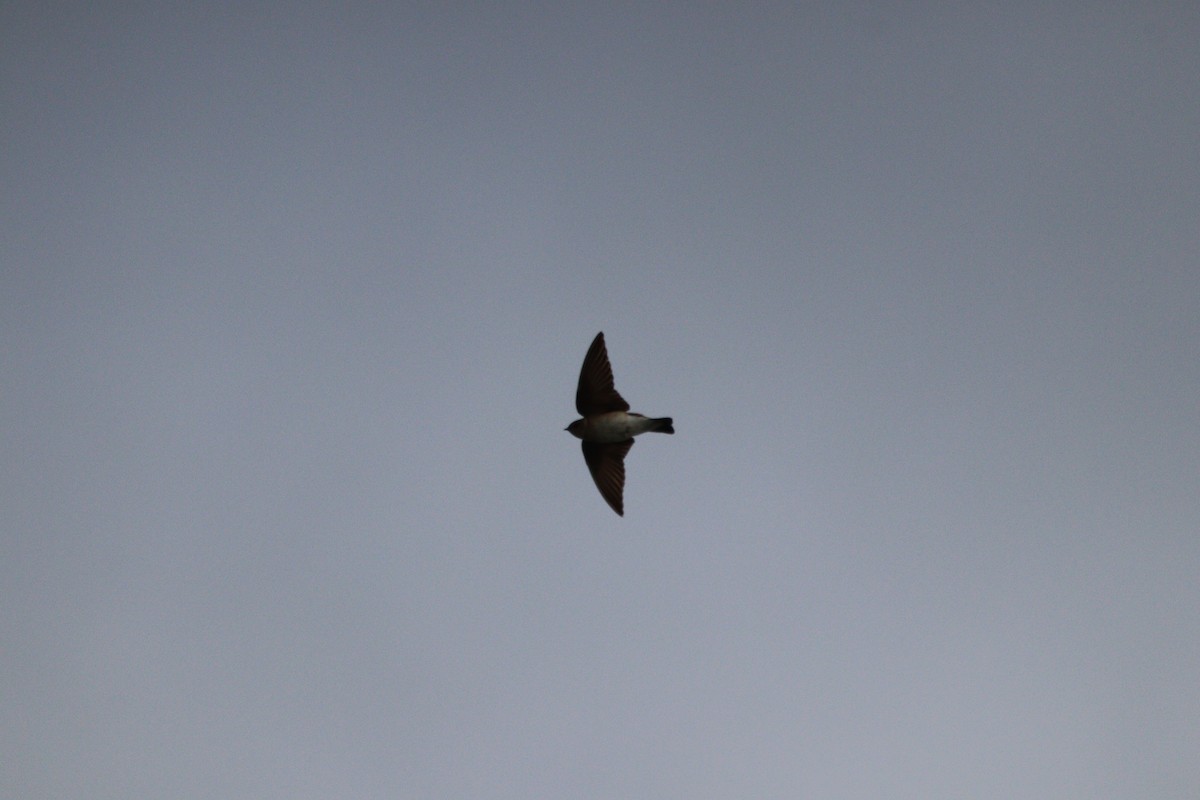 Northern Rough-winged Swallow - עוזי שמאי