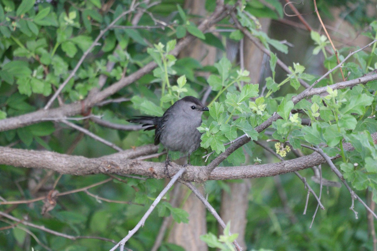 Gray Catbird - עוזי שמאי