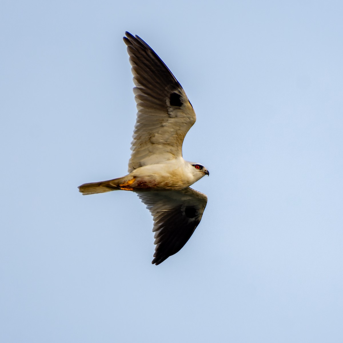 Black-shouldered Kite - Andrew Moore