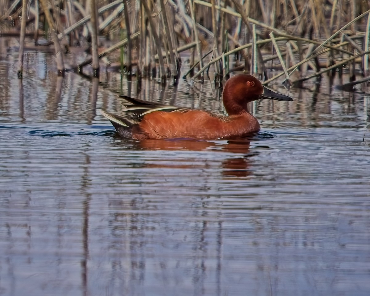 Cinnamon Teal - Frank Letniowski