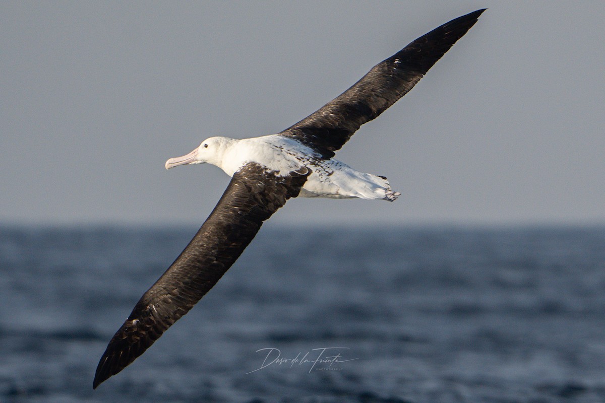 Northern Royal Albatross - Darío de la Fuente - Chilean Nature