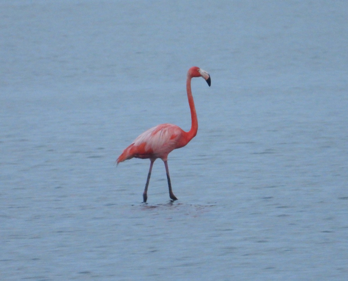 American Flamingo - Jeff Miller