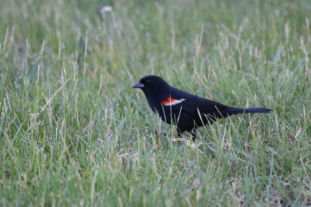 Red-winged Blackbird - עוזי שמאי