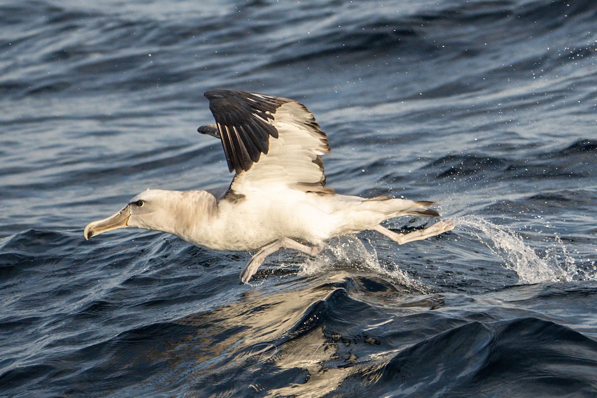 Salvin's Albatross - Darío de la Fuente - Chilean Nature