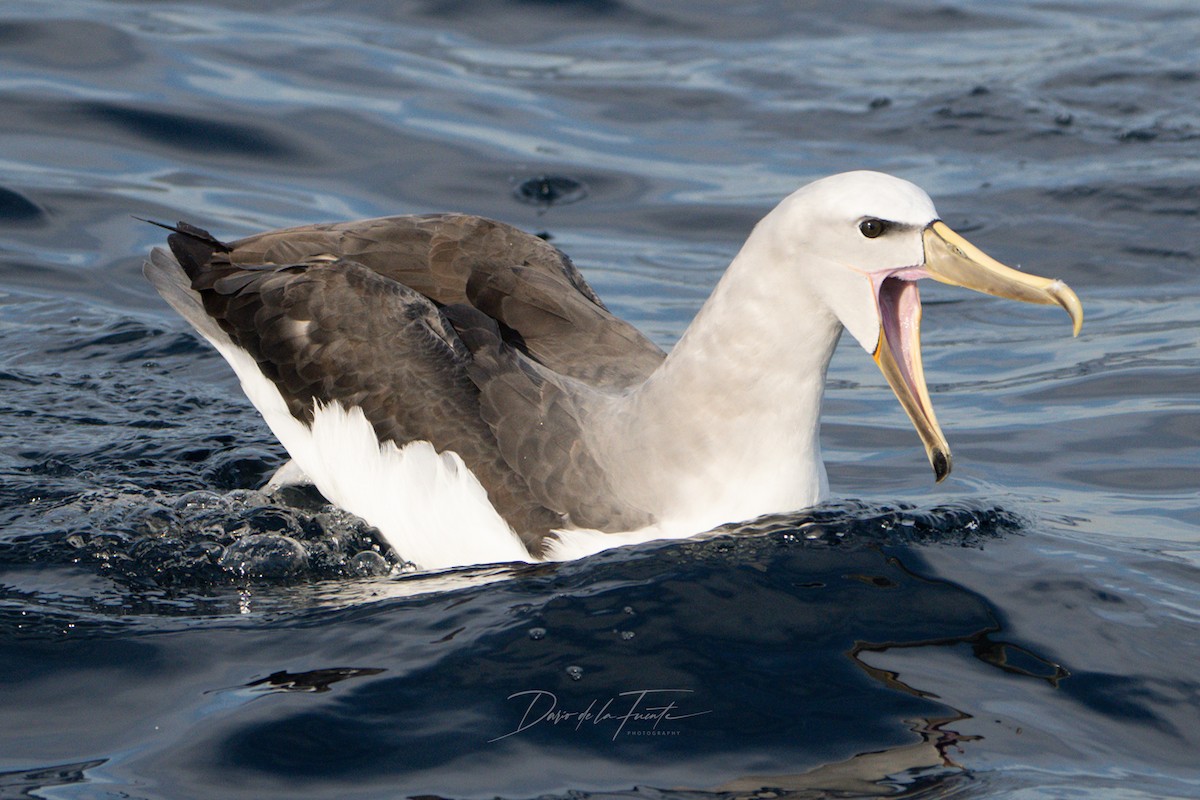 Salvin's Albatross - Darío de la Fuente - Chilean Nature