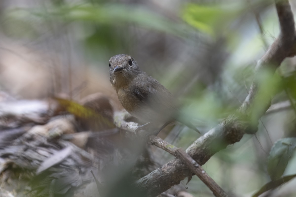 Hainan Blue Flycatcher - ML619517275