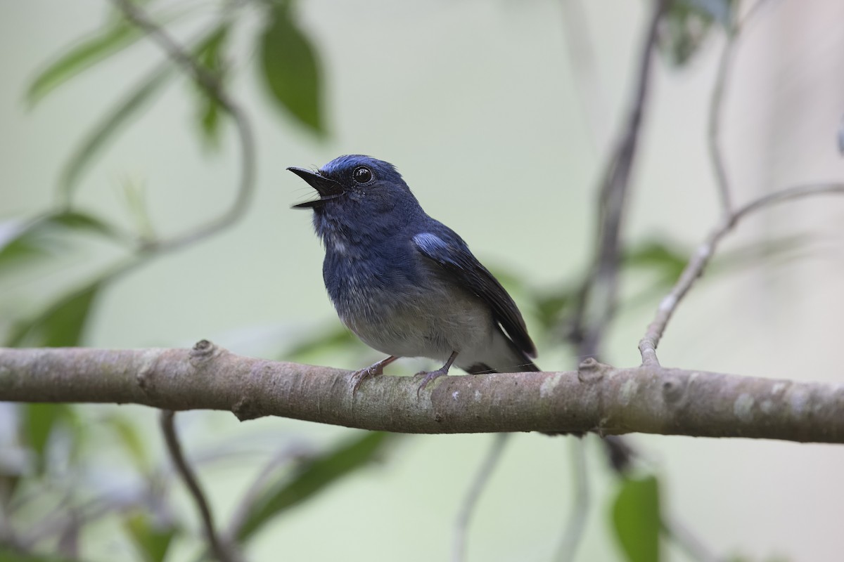 Hainan Blue Flycatcher - ML619517276