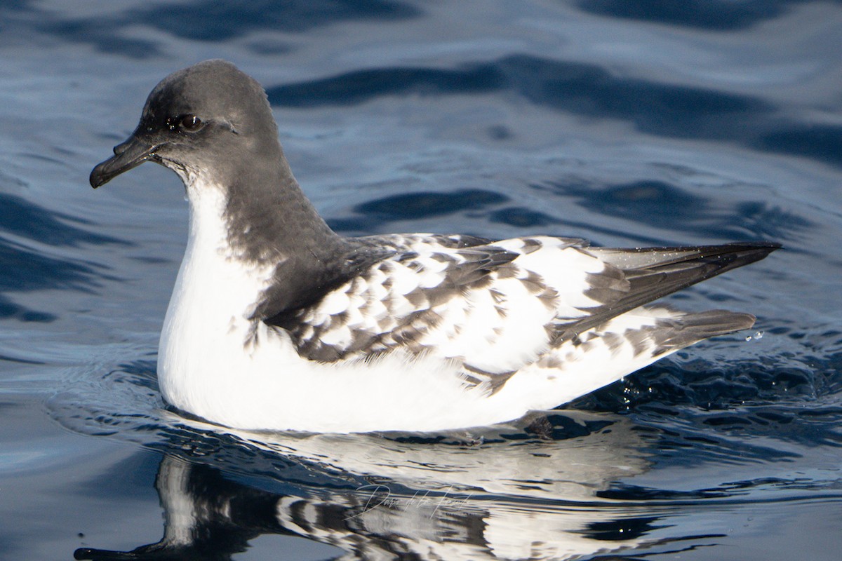 Cape Petrel - Darío de la Fuente - Chilean Nature