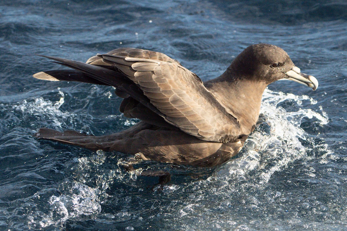 White-chinned Petrel - Darío de la Fuente - Chilean Nature