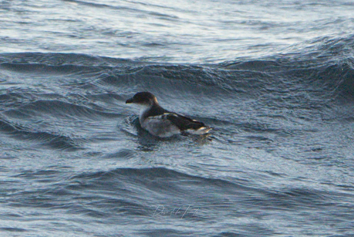Peruvian Diving-Petrel - ML619517284