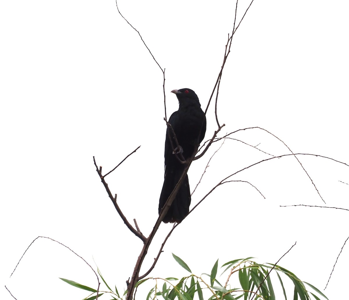 Asian Koel - Konstantin Akmarov