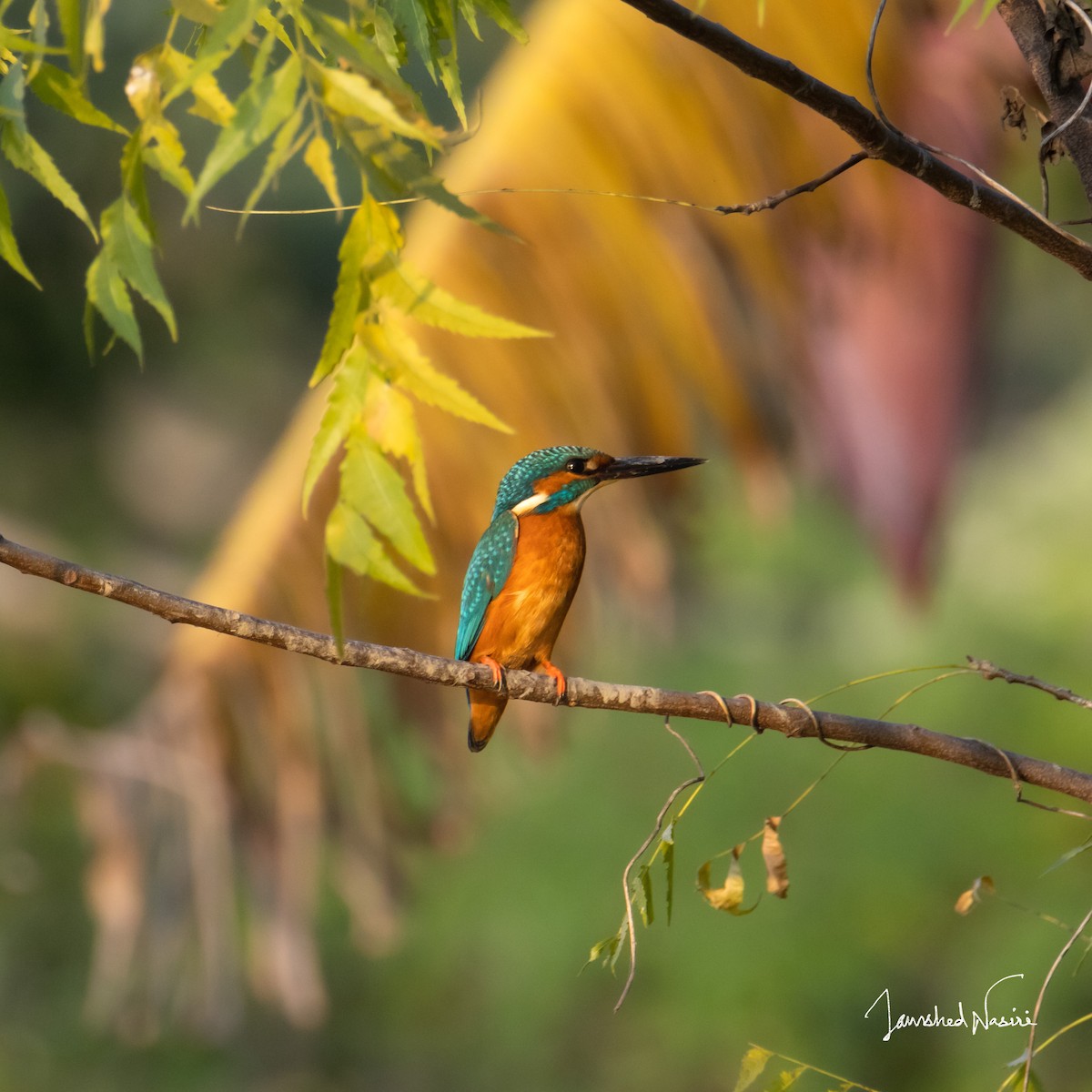 Common Kingfisher - Jamshed Nasiri