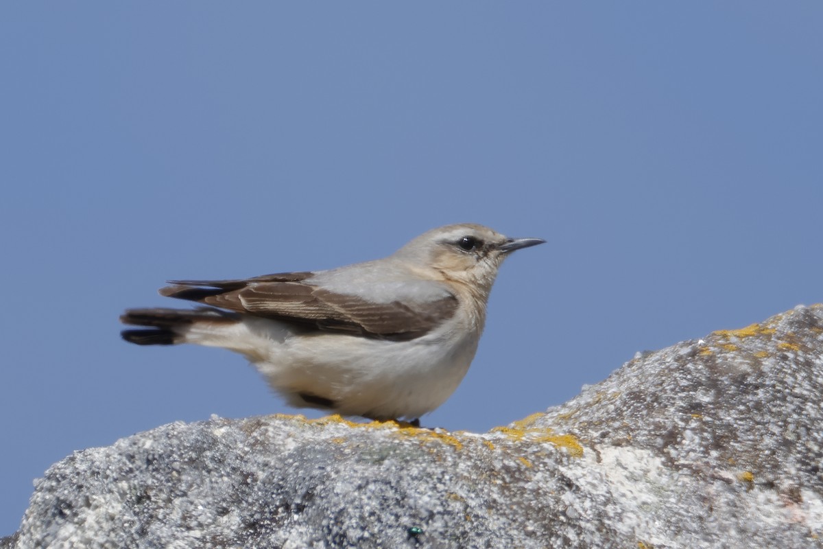 Northern Wheatear - Javier De Las Heras