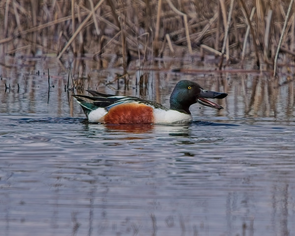 Northern Shoveler - Frank Letniowski