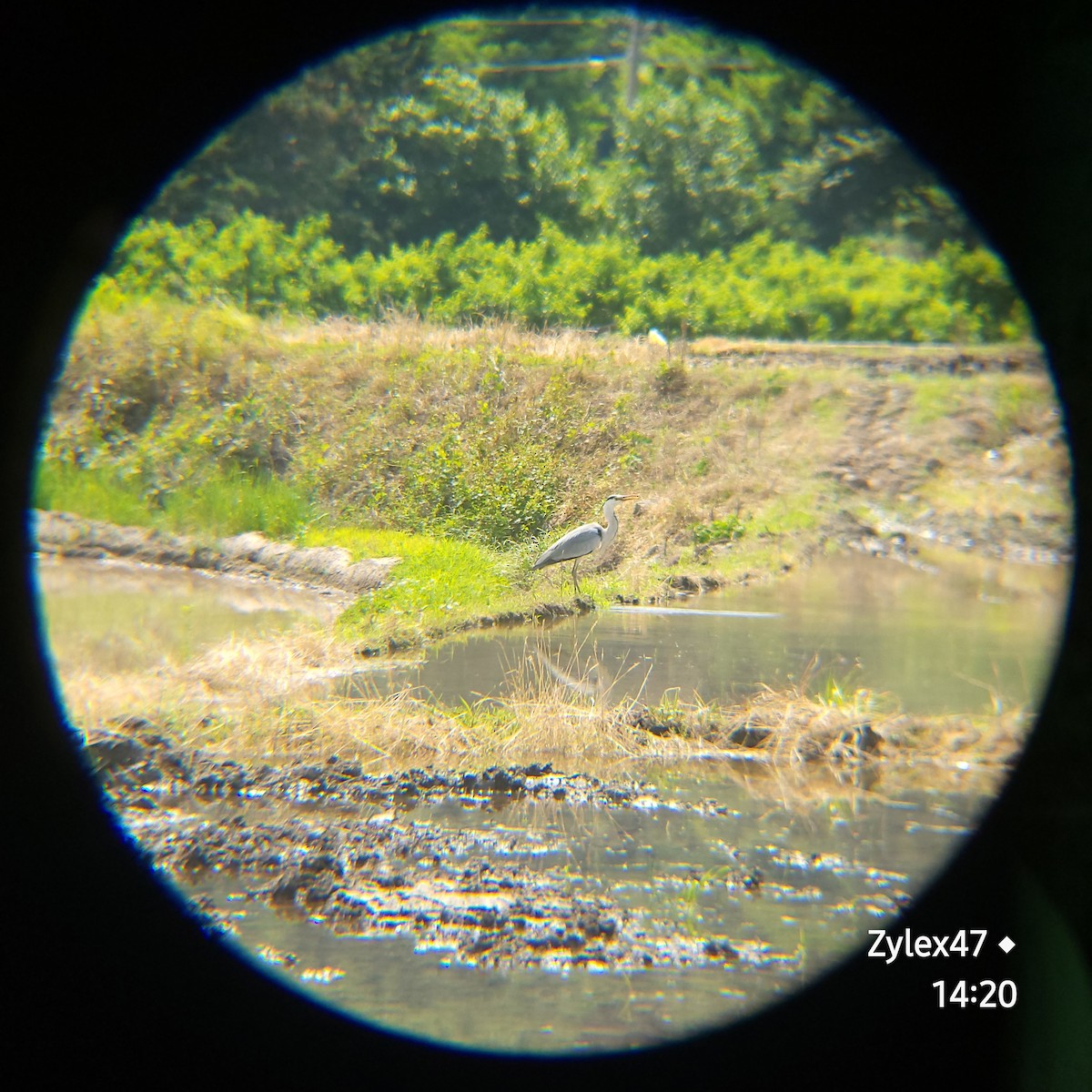 Gray Heron (Gray) - Dusky Thrush