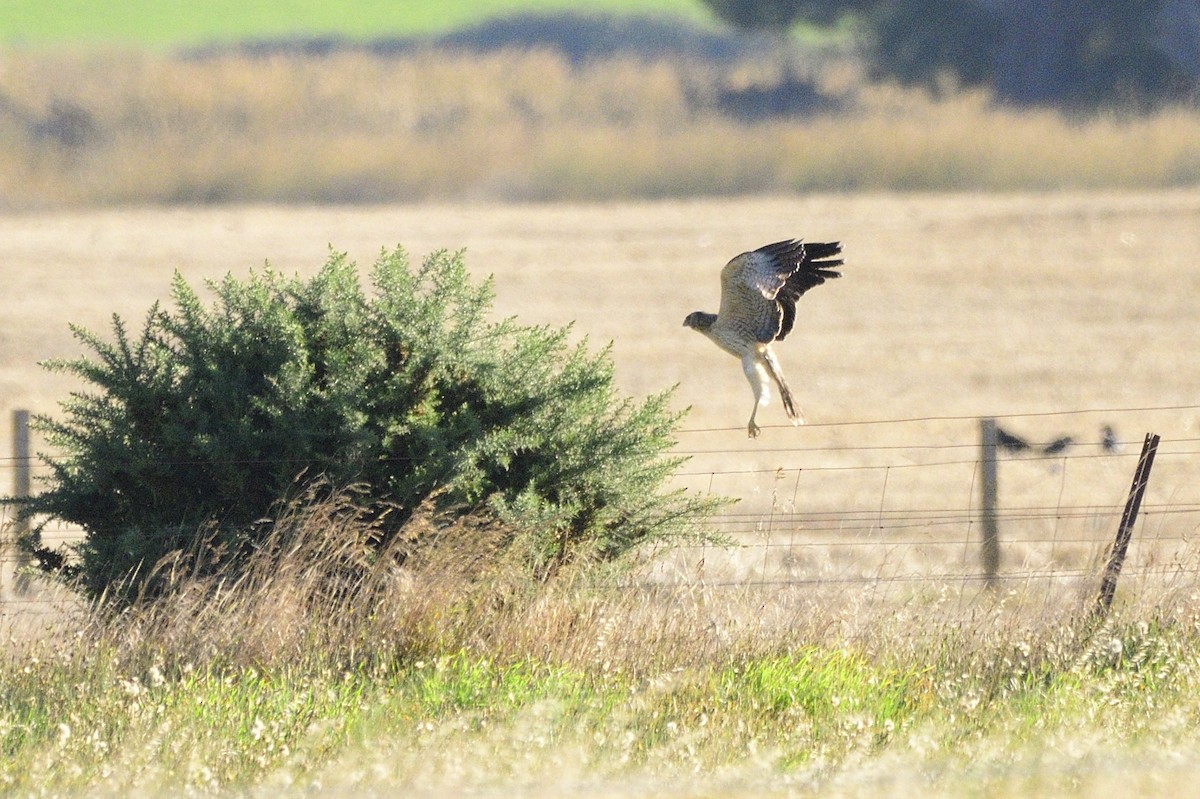 Spotted Harrier - Ken Crawley