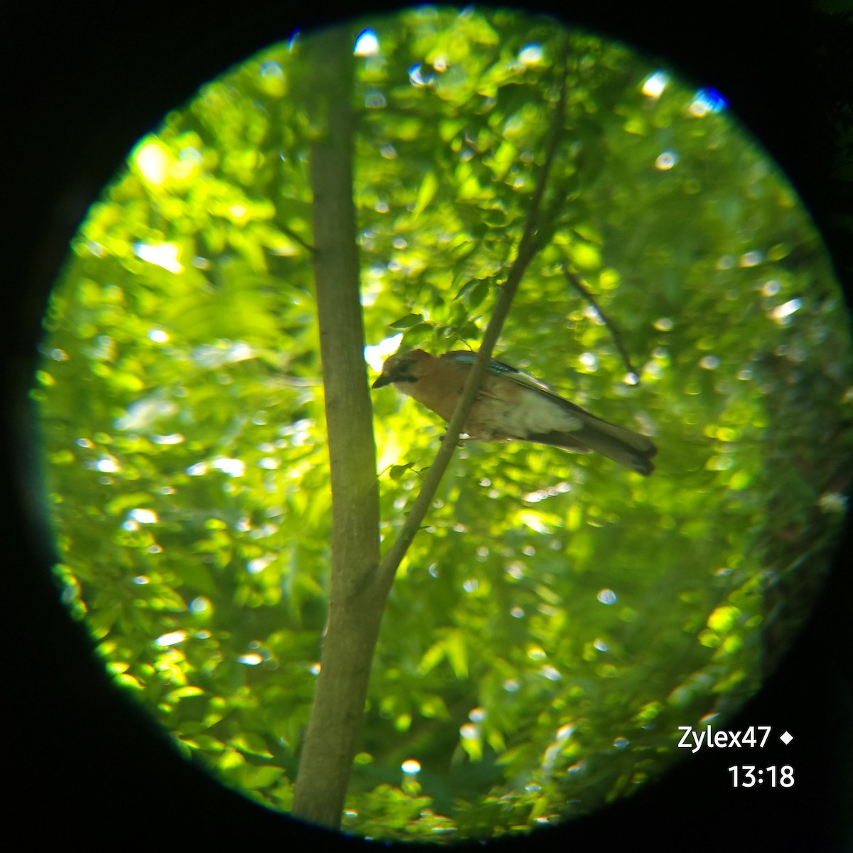 Eurasian Jay (Brandt's) - Dusky Thrush