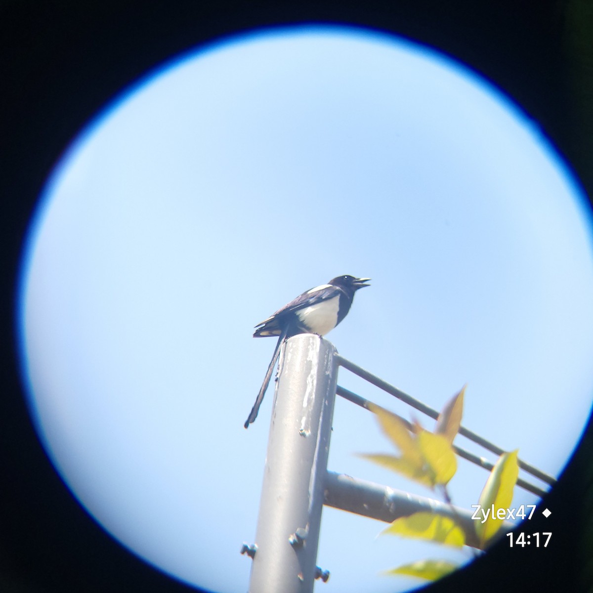 Oriental Magpie - Dusky Thrush