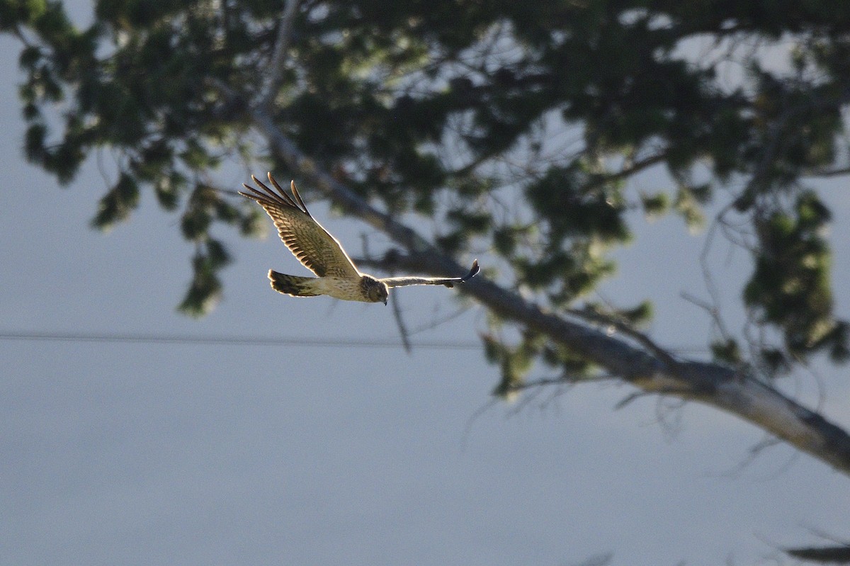 Aguilucho Moteado - ML619517305