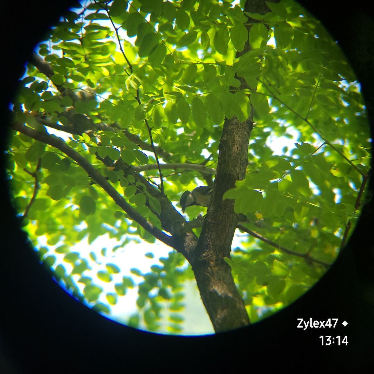 Japanese Tit - Dusky Thrush