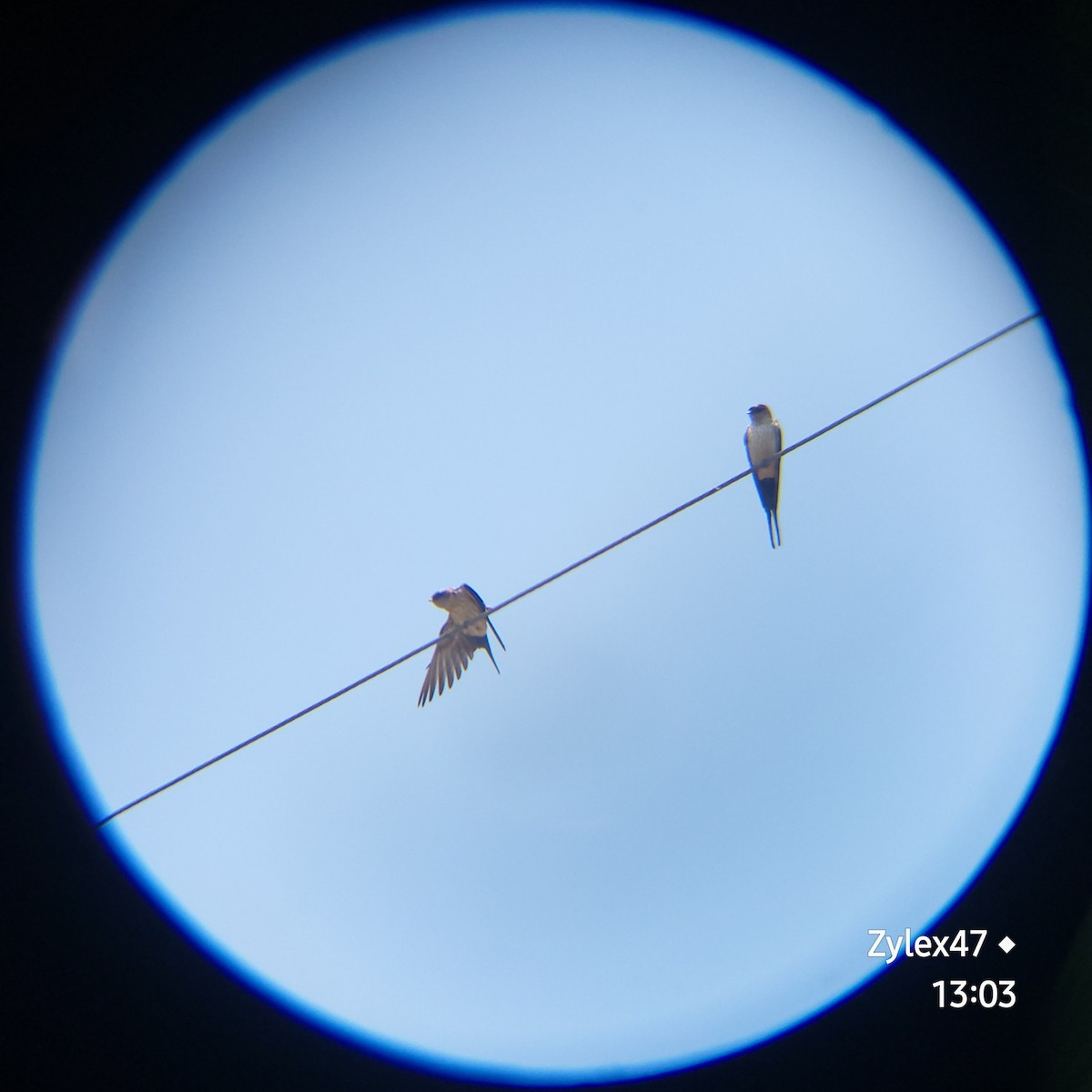 Red-rumped Swallow (Red-rumped) - Dusky Thrush